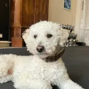 Teddy